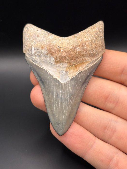 Megalodon - Fossiele tand - Carcharias Megalodon - 7.9 cm -, Verzamelen, Mineralen en Fossielen