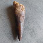 Dinosaurus - Fossiele tand - Spinosaurus aegyptiacus - 115, Verzamelen