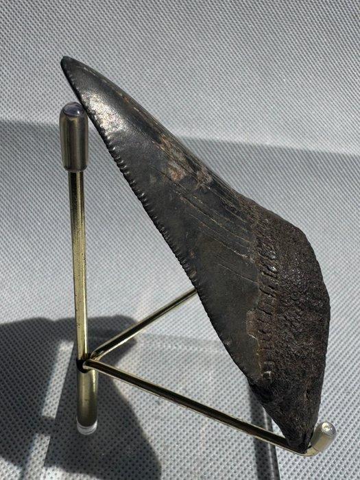 Megalodon - Fossiele tand - Carcharocles megalodon - 10.7 cm, Verzamelen, Mineralen en Fossielen