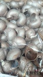 Landsnail small champagne 250 gram geverfde landslak, Ophalen of Verzenden, Nieuw