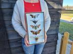 Large Frame - Real Cicades - Vitrinelijst - Glas, Hout