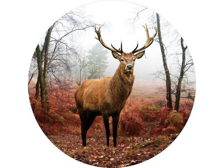 Glasschilderij Hert | S176, Huis en Inrichting, Woonaccessoires | Overige, Nieuw, Ophalen of Verzenden