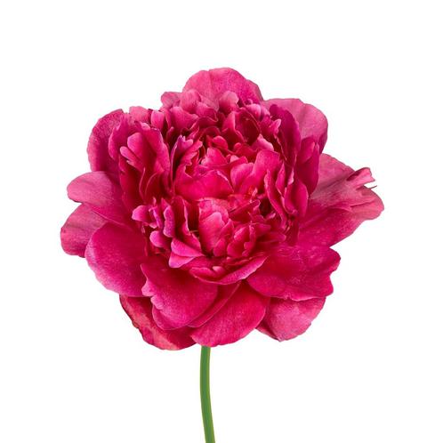 Bloembollen - 6 x Pioen Kansas - donkerroze, Tuin en Terras, Bloembollen en Zaden, Bloembol, Voorjaar, Volle zon, Verzenden
