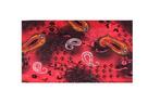 Haarband Multifunctioneel Paisley Print Rood, Verzenden, Nieuw