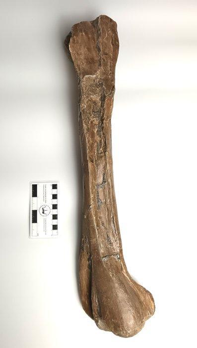 Dinosaurus - Fossiel bot - Struthiomimus, Verzamelen, Mineralen en Fossielen