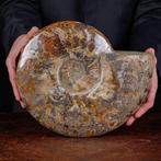 Exclusief Pools Cleoniceras - Gefossiliseerde schelp -