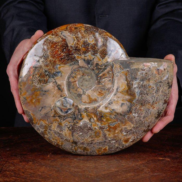 Exclusief Pools Cleoniceras - Gefossiliseerde schelp -, Verzamelen, Mineralen en Fossielen