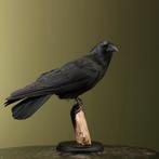 Kraai Taxidermie Opgezette Dieren By Max, Ophalen of Verzenden, Nieuw, Vogel, Opgezet dier