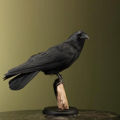 Kraai Taxidermie Opgezette Dieren By Max, Verzamelen, Dierenverzamelingen, Opgezet dier, Nieuw, Vogel, Ophalen of Verzenden