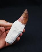 Mosasaurus - Fossiele tand - Mosasaurus (Zonder, Verzamelen, Mineralen en Fossielen
