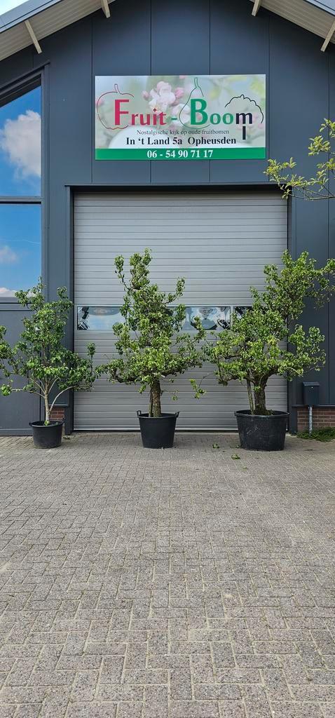 Perenboom-conference-handperen.leiperen.oude perenbomen, Tuin en Terras, Planten | Bomen, Overige soorten, In pot, 250 tot 400 cm