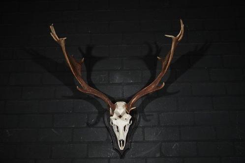 Fallow Buck Trophy Schedel - Dama dama - 40 cm - 80 cm - 80, Verzamelen, Dierenverzamelingen