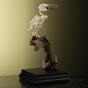 Kookaburra Skelet Taxidermie Opgezette Dieren By Max beschikbaar voor biedingen