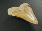 Megalodon - Fossiele tand - 7 cm (Zonder Minimumprijs), Verzamelen