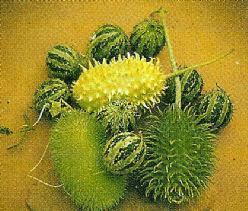 Cucumis Mix = sier - 100 zaden Cucumis Mix = sier, Hobby en Vrije tijd, Knutselen, Nieuw, Ophalen of Verzenden