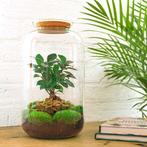 DIY terrarium - Sven Bonsai -  43 cm - Normal, Huis en Inrichting, Kamerplanten, Verzenden