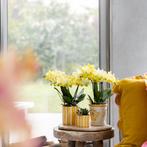 Kolibri Orchids | Set van gele orchidee Mexico en succulent, Huis en Inrichting, Verzenden, Nieuw
