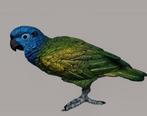 Figuur - Franz Bergman-attributed- Amazon Parrot - Koud