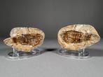 Fossiele vis - Fossiele plaatmatrix - Pteronisculus, Verzamelen, Mineralen en Fossielen