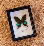 Vlinder Taxidermie volledige montage - Papilio karna karna -, Nieuw