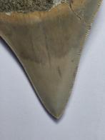 Megalodon - Fossiele tand - 9.5 cm
