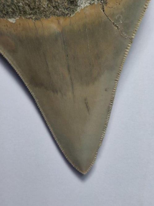 Megalodon - Fossiele tand - 9.5 cm, Verzamelen, Mineralen en Fossielen