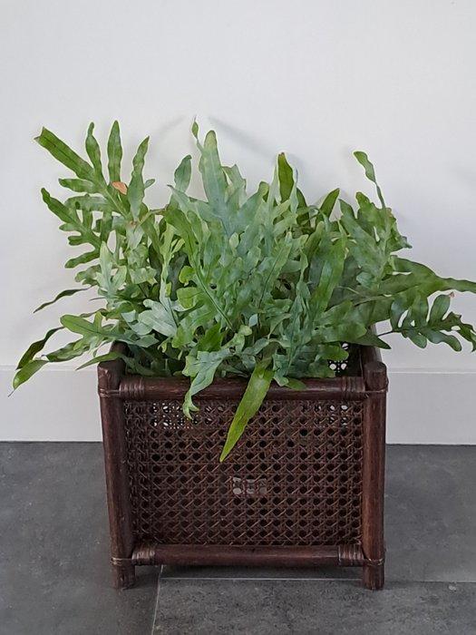 Bloempot - manou - Manou webbing plantenbak, Antiek en Kunst, Curiosa en Brocante