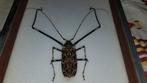 Acrocinus longimanus Taxidermie wandmontage - Acrocinus, Nieuw