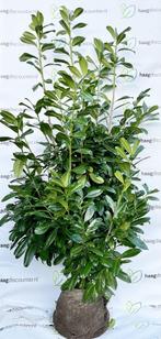 Laurier Novita Prunus laurocerasus direct privacy 20%KORTING, Verzenden, Laurier, Haag, 100 tot 250 cm