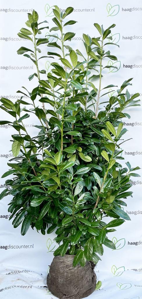 Laurier Novita Prunus laurocerasus direct privacy 20%KORTING, Tuin en Terras, Planten | Struiken en Hagen, Laurier, Haag, 100 tot 250 cm