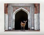 Karen Knorr (1954) - India Song - The Messenger, New Delhi,