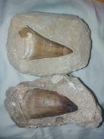 Mosasaurus - Fossiele tanden - mosasaurus - 6 cm - 3.5 cm, Verzamelen, Mineralen en Fossielen
