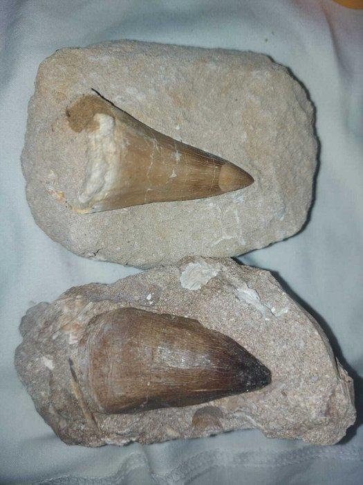 Mosasaurus - Fossiele tanden - mosasaurus - 6 cm - 3.5 cm, Verzamelen, Mineralen en Fossielen