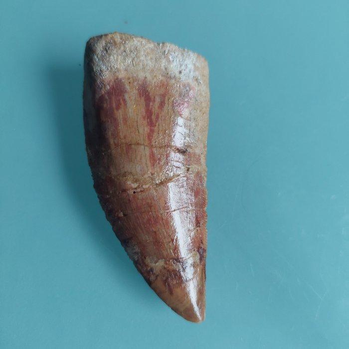 Dinosaurus - Fossiele tand - Carcharodontosaurus sp. - 65 mm, Verzamelen, Mineralen en Fossielen
