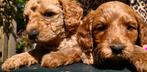 Sunshine Doodledreamteam Doodletjes, Parvo, Nederland, Overige rassen, 8 tot 15 weken