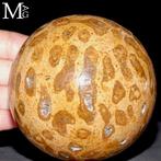 Fossielkoraal sferen - Uitgehouwen madreporisch, Nieuw