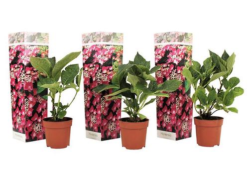 Set van 3 Hortensias Hydrangea Teller - roze, Huis en Inrichting, Kamerplanten, Verzenden