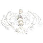 Anatomie model menselijk skelet, ongemonteerd, Nieuw, Verzenden