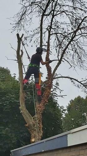 Tuinonderhoud en Boomverzorging, Diensten en Vakmensen, Tuinmannen en Stratenmakers, Tuinonderhoud of Snoeiwerk, Garantie