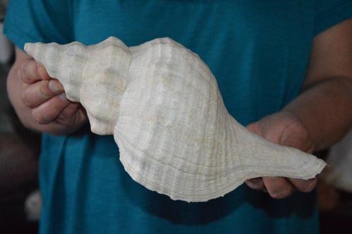 Zeeslak Zeeschelp - TRIPLOFUSUS GIGANTEUS (Zonder, Verzamelen, Dierenverzamelingen