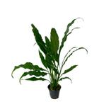 AQUAlook Spathiphyllum | Vredeslelie | in 5 cm pot, Dieren en Toebehoren, Nieuw, Ophalen of Verzenden