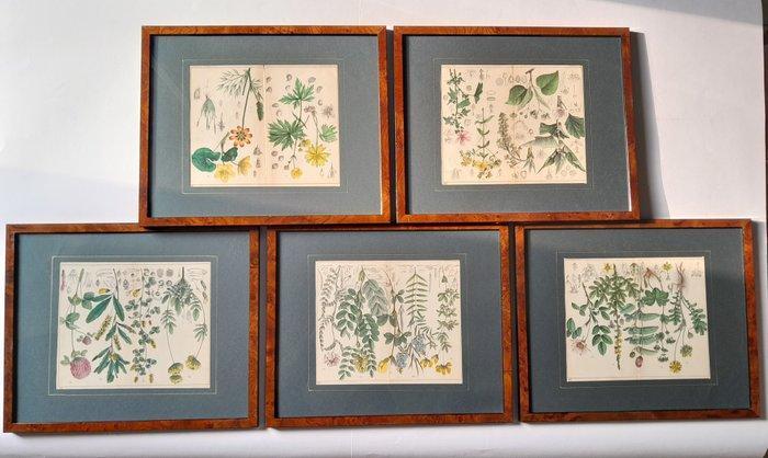 Prof. C. A. J. A. Oudemans - Oudemans - Five original Dutch, Antiek en Kunst, Curiosa en Brocante