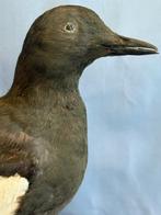 zwarte urine Taxidermie volledige montage - Cepphus grylle, Nieuw