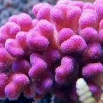 Stylophora Roze Frag (Ong. 2-3 cm), Ophalen of Verzenden, Nieuw