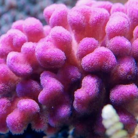 Stylophora Roze Frag (Ong. 2-3 cm), Dieren en Toebehoren, Vissen | Aquaria en Toebehoren, Ophalen of Verzenden