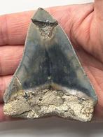Megalodon tand 8,4 cm - Fossiele tand - Carcharocles, Nieuw