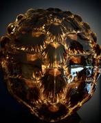 schild van een schildpad Pantser - Chelonia mydas - 46 cm -, Nieuw