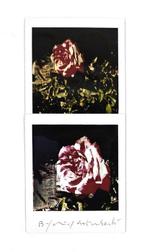 Maurizio Galimberti (1956) - BiFlowers - 10968