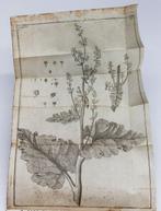 Linneo - Amoenitates Academicae ... Physicae, Medicae,