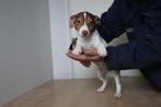 Mega Mooie jacks te koop, Dieren en Toebehoren, Parvo, Jack Russell Terriër, 8 tot 15 weken, Meerdere